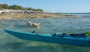 00-Pig Swimming out to Kayak